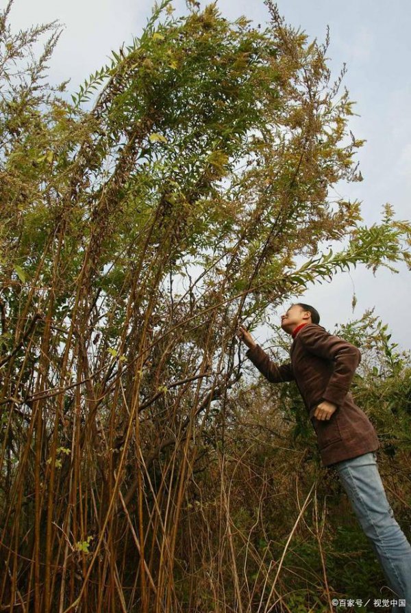 香椿树南方可以种吗