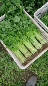 芹菜几天浇一次水最好 芹菜多久浇一次水最合适？