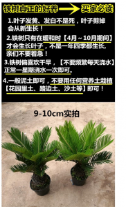 铁树几天浇一次水最好 最佳浇水频率是几天一次？