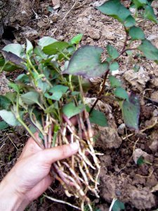 鱼腥草在北方可以种吗 北方可以种植鱼腥草吗？