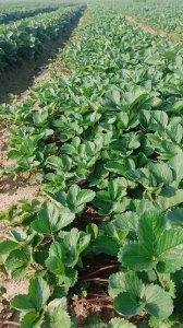 隋珠草莓南方可以种吗 隋珠草莓适合南方种植吗？