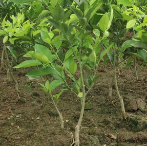 橘子树北方可以种吗 橘子树在北方适合种植吗？