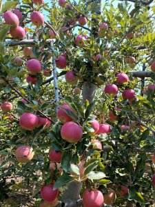 苹果树南方可以种吗 苹果树适合在南方种植吗？