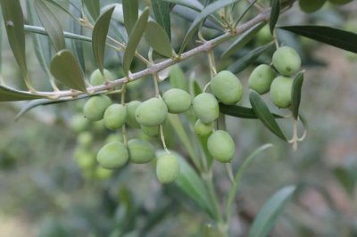 油橄榄北方可以种吗 北方地区适合种植油橄榄吗？