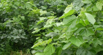 桑树可以种在家门口吗 桑树适合在家门口种植吗？