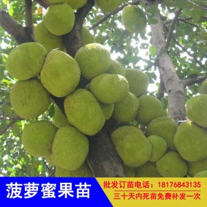 菠萝蜜北方可以种吗 菠萝蜜在北方适合种植吗？