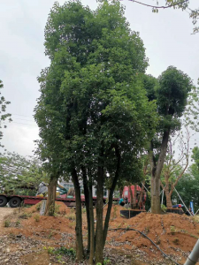 香樟北方可以种吗 香樟可以在北方种植吗？