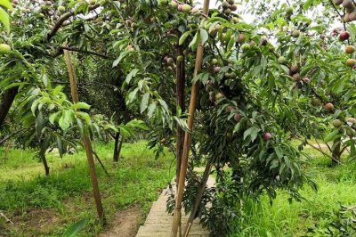 李子树可以种在家门口吗 家门口可以种李子树吗？