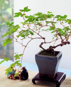 黄栌北方可以种吗 黄栌在北方适合种植吗？