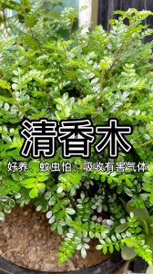 清香木夏天多久浇一次水 清香木夏季需多久浇水一次？