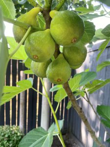 无花果可以种在家门口吗 家门口适合种植无花果吗？