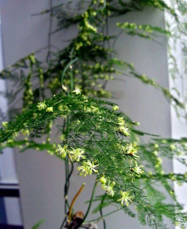 文竹几天浇一次水最好