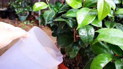 茶花夏天多久浇一次水 茶花夏季需多久浇水一次？