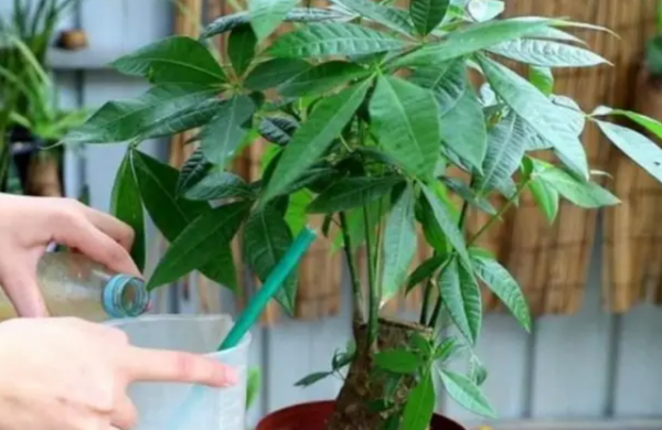 招财树夏天多久浇一次水