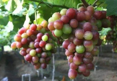 葡萄夏天多久浇一次水 葡萄需要多久浇一次水夏季？