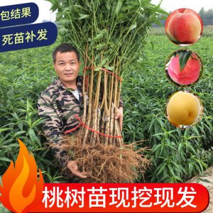 桃树南方可以种吗 桃树能在南方种植吗？