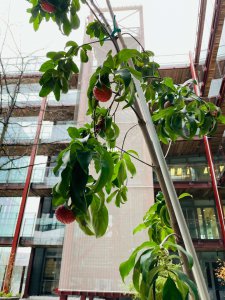 荔枝树北方可以种吗 荔枝树在北方能生长吗？
