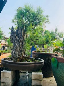 松树可以种在家门口吗 家门口适合种植松树吗？