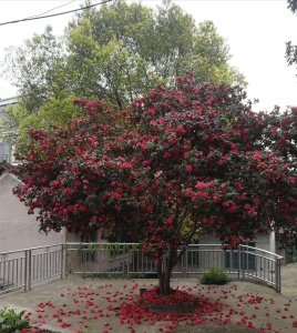 茶花树可以种在家门口吗 茶花树适合种植在家门口吗？
