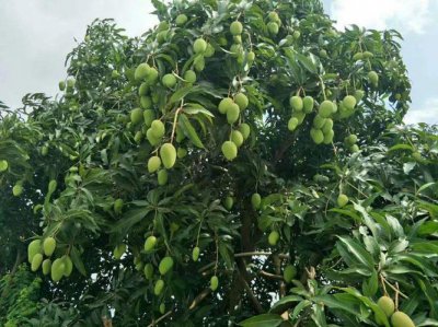 芒果树可以种在家门口吗 家门口可以种植芒果树吗？