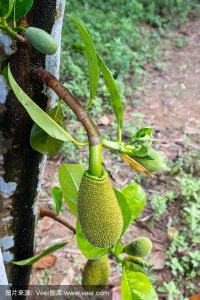 菠萝蜜树北方可以种吗 菠萝蜜树能在北方生长吗？