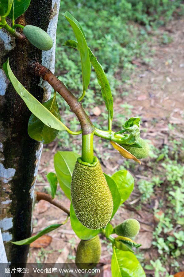 菠萝蜜树北方可以种吗