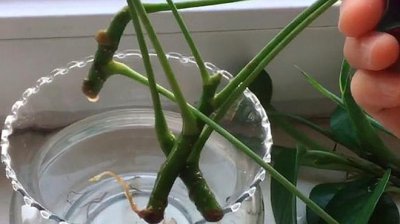 招财树扦插繁殖方法和注意事项 招财树扦插繁殖指南及注意事项