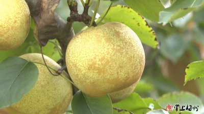 雪梨南方可以种吗 雪梨可在南方种植吗？