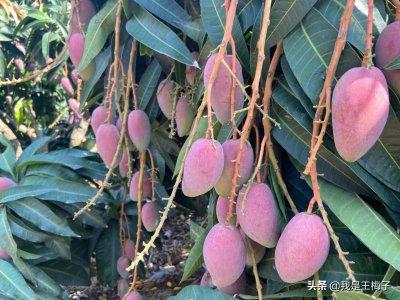 芒果北方可以种吗 芒果在北方地区适合种植吗？