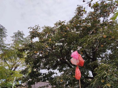 柿子树可以种在家门口吗 家门口适合种植柿子树吗？