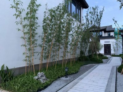 楼顶可以种竹子吗 能在楼顶种植竹子吗？