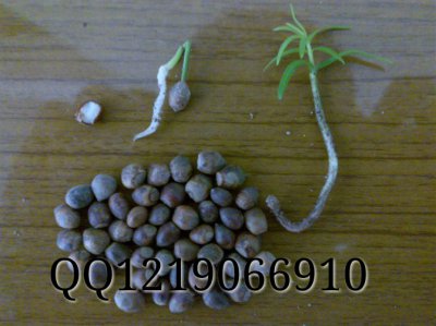 红豆杉种子直接种可以吗 红豆杉种子直接播种是否可行？
