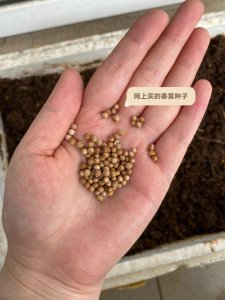 香菜种子直接种可以吗 香菜直接播种可行吗？