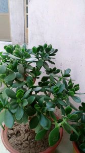 玉树可以地栽吗 玉树适合种植在地里吗？