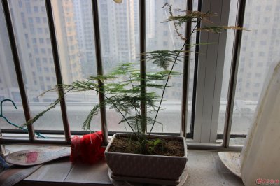 阳台可以种竹子吗 阳台适合种植竹子吗？