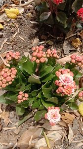 长寿花可以地栽吗 长寿花适合种植在地里吗？