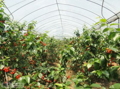 衡阳可以种樱桃吗 衡阳适合种植樱桃吗？