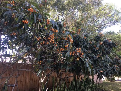 枇杷树可以种在家门口吗 家门口适合种植枇杷树吗？