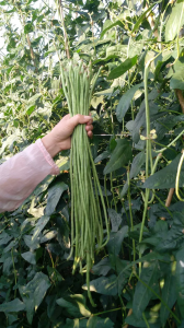 豇豆产量高吗 豇豆的产量是不是很高？
