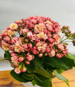 长寿花夏天多久浇一次水 长寿花夏季需几天浇水一次？