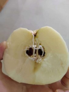 苹果种子直接种可以吗 苹果种子可以直接播种吗？
