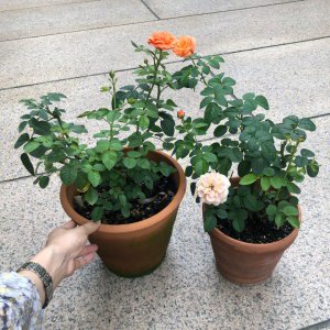 果汁阳台可以地栽吗 果汁阳台适合种植吗？