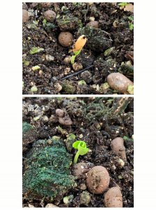 苹果籽可以种吗 苹果核可以用来种植吗？