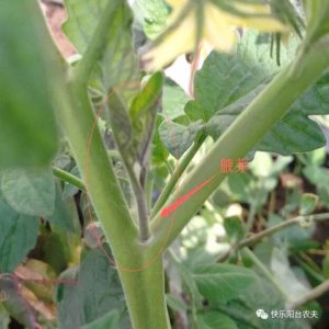柿子树什么时候剪枝最好 柿子树最佳剪枝时机
最佳时间剪枝柿子树