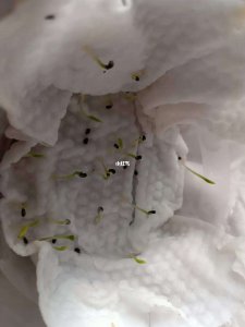火龙果籽可以种吗 火龙果的种子可以用来种植吗？