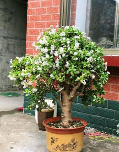 燕子掌适合深盆还是浅盆 燕子掌适合种植在深浅盆？