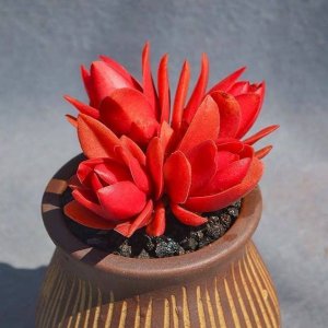 火祭适合深盆还是浅盆 火祭更适合浅盆还是深盆？