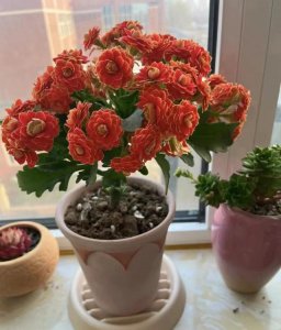 长寿花适合深盆还是浅盆 长寿花更适合种植在深盆还是浅盆？