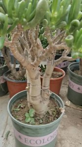 招财树怎么修剪方法 招财树修剪技巧

修剪招财树的正确方法