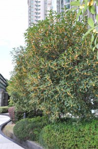 自家楼顶可以种桂花树吗 可以在自家楼顶种植桂花树吗？